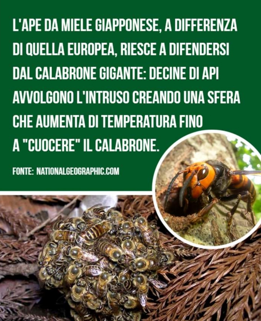 l-ape-che-cuoce-il-calabrone
