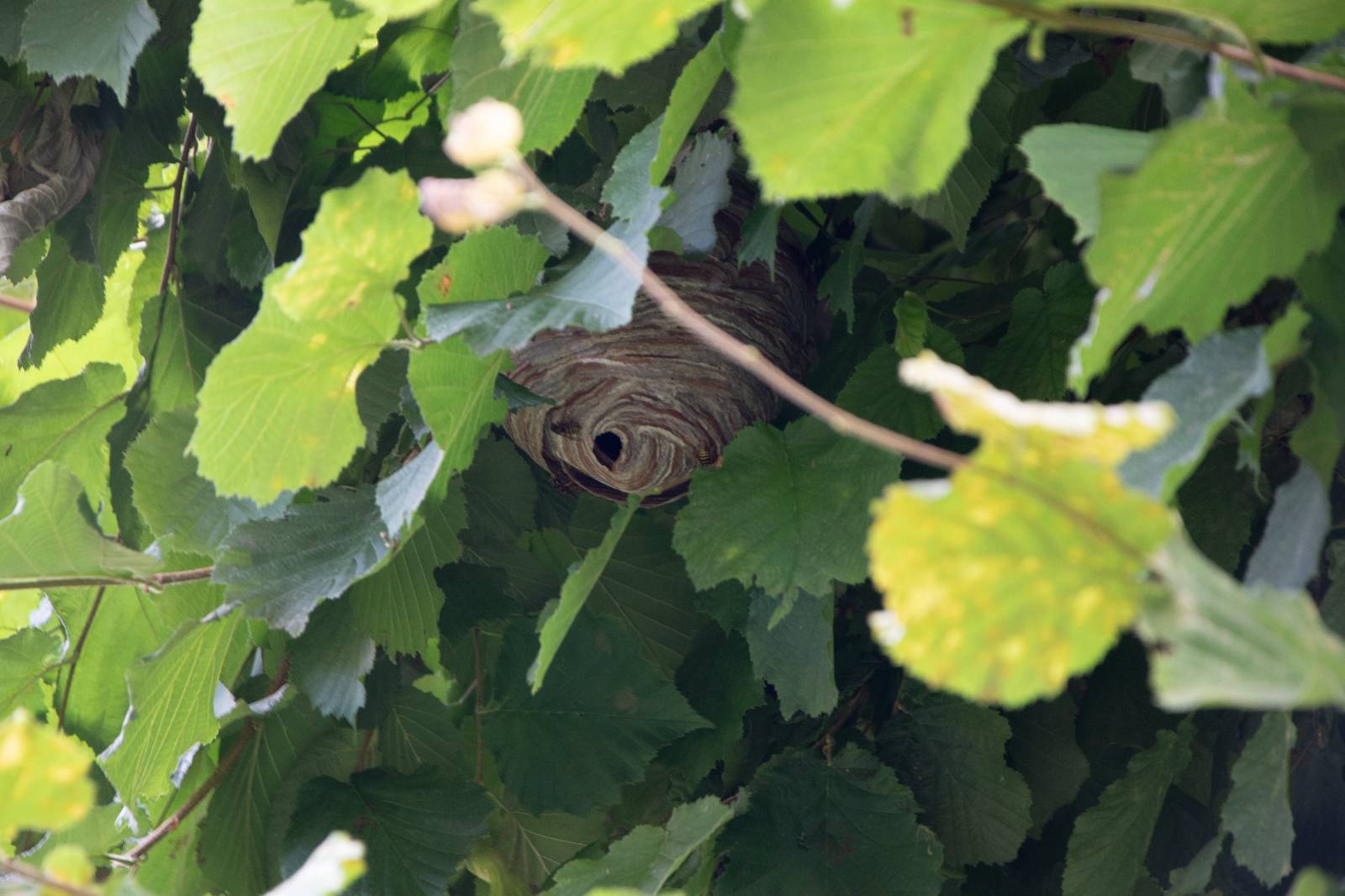 Hong Kong ferro Tagliato fuori calabroni nel camino rotazione Alla verità Magia