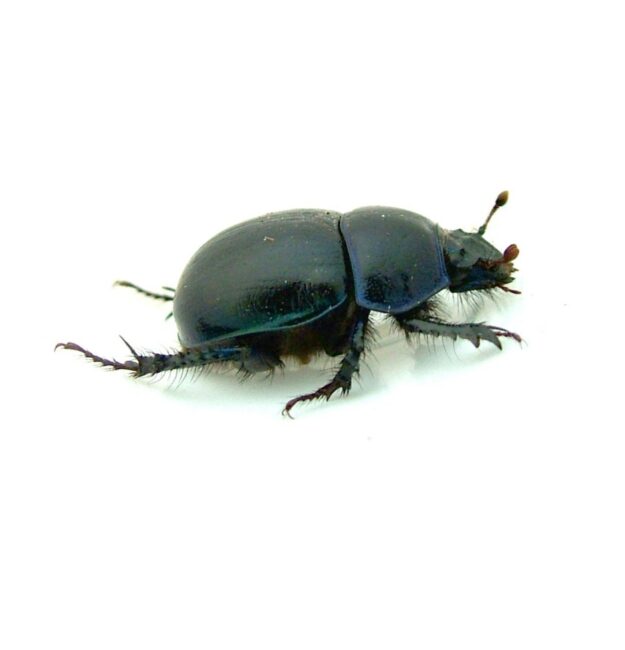 Orecchini pendenti a forma di scarabeo Escarabajo, ali di elitre di vero scarabeo gioiello e opali etiopi