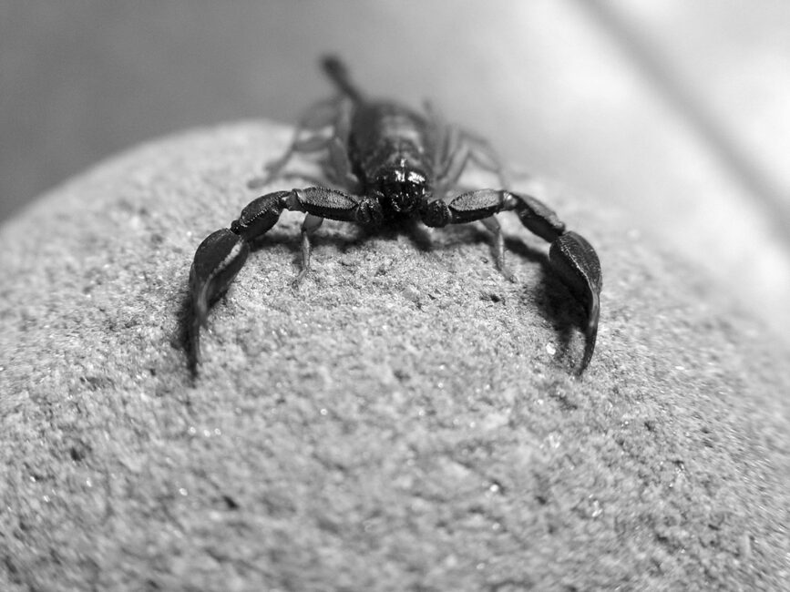 COME ELIMINARE GLI SCORPIONI NELLE CASE Ongaro Disinfestazioni