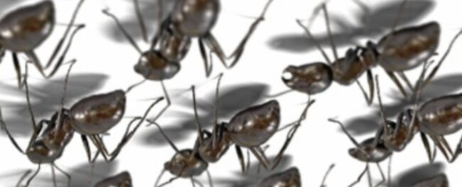 Come fanno gli insetti a camminare sui muri? | Ongaro Disinfestazioni