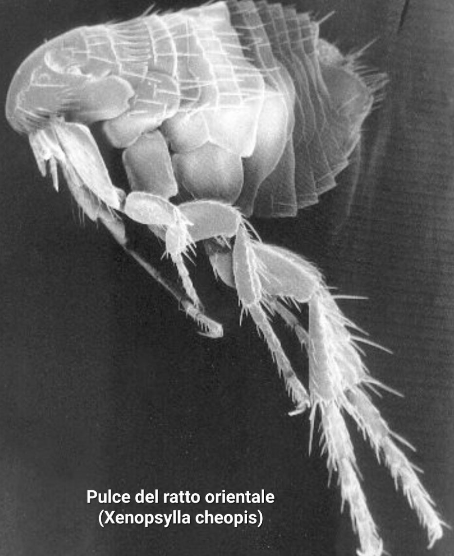 La Pulce del ratto orientale (Xenopsylla cheopis) Ongaro Disinfestazioni